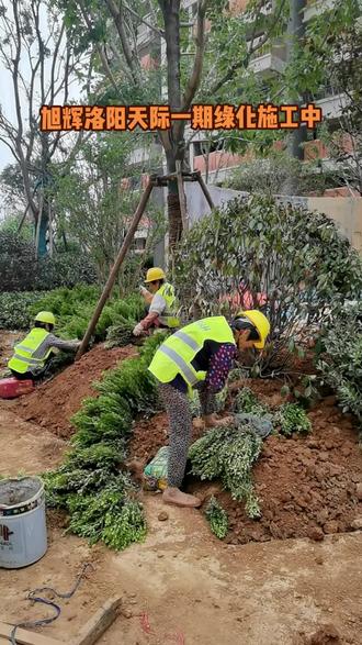 聚焦小區(qū)綠化施工現(xiàn)場 園林綠化工程的進度管理與實踐