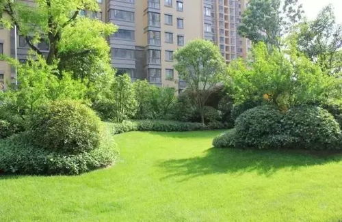 園林綠化工程中的核心技術 地被植物放線手法的精準運用